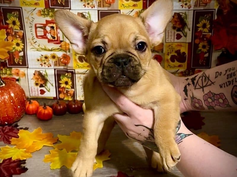 French Bulldog 4 months old female small named Nesta for sale in Union County, Illinois | Petmeetly