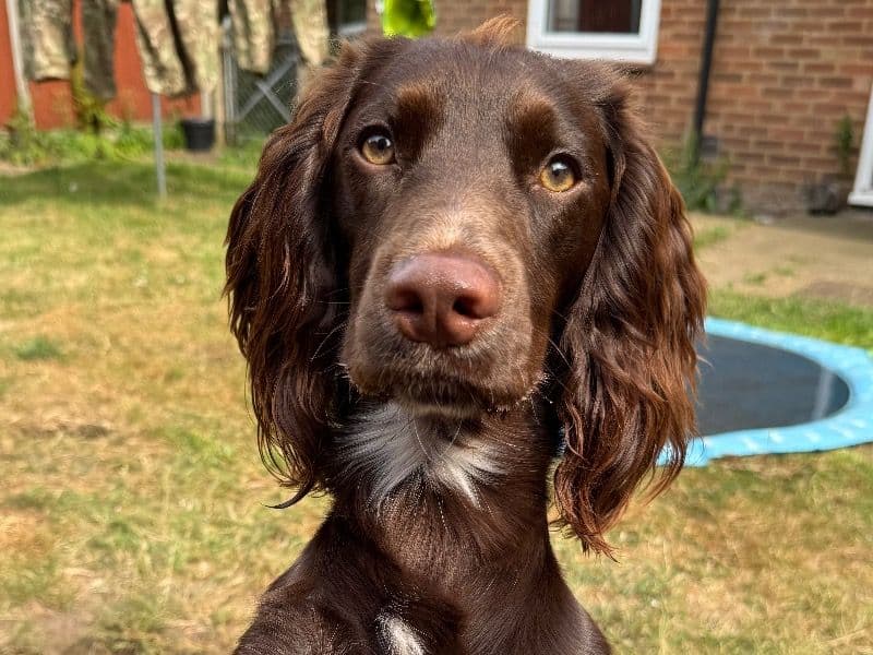 Rocco primary photo