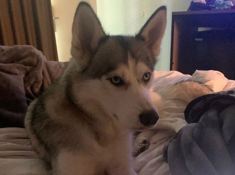 Sasha primary photo