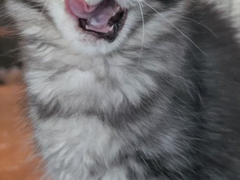 Fifi primary photo