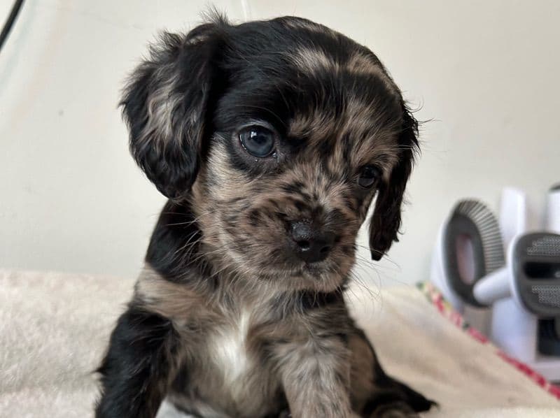 Puppy 6 primary photo