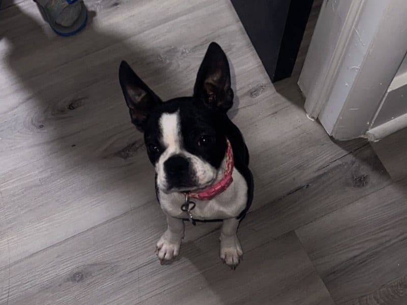 Boston Terrier 7 months old female small named Chica for sale | Petmeetly