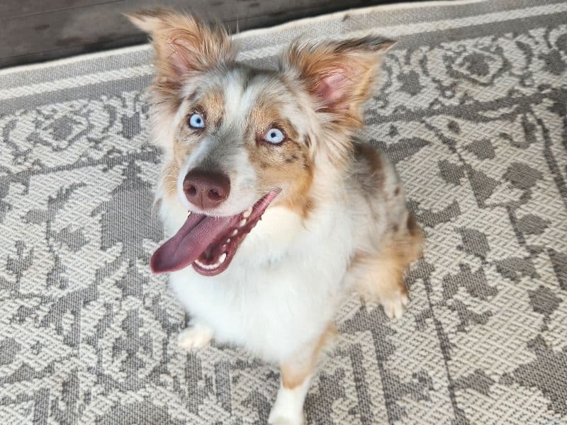 Stella primary photo
