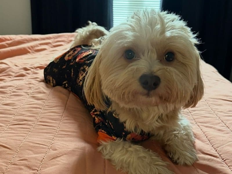 Leo primary photo