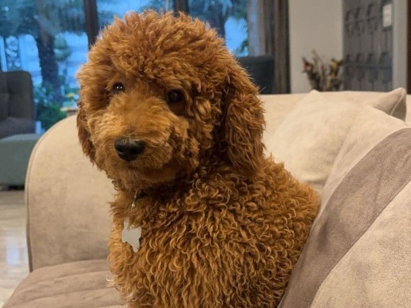 Teddy primary photo
