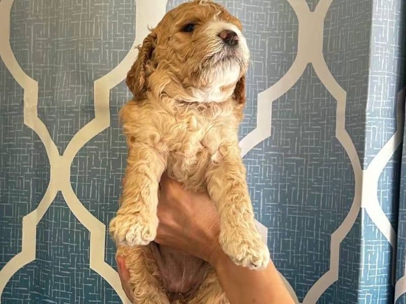 Goldendoodle 2 months old male small named Orange for sale in Los Angeles County, California | Petmeetly