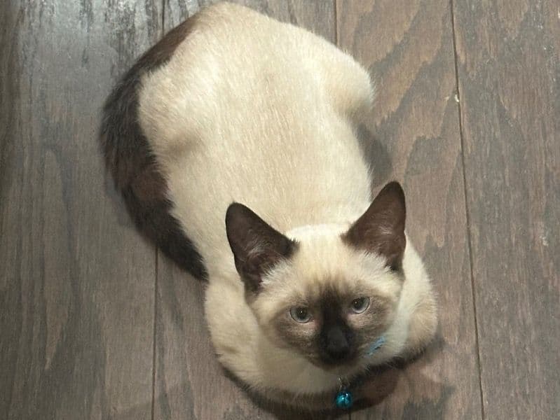 Mocha primary photo