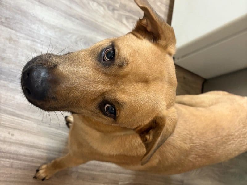 Belgian Shepherd 1 year 2 months old male large named Kai for sale in Shasta County, California | Petmeetly