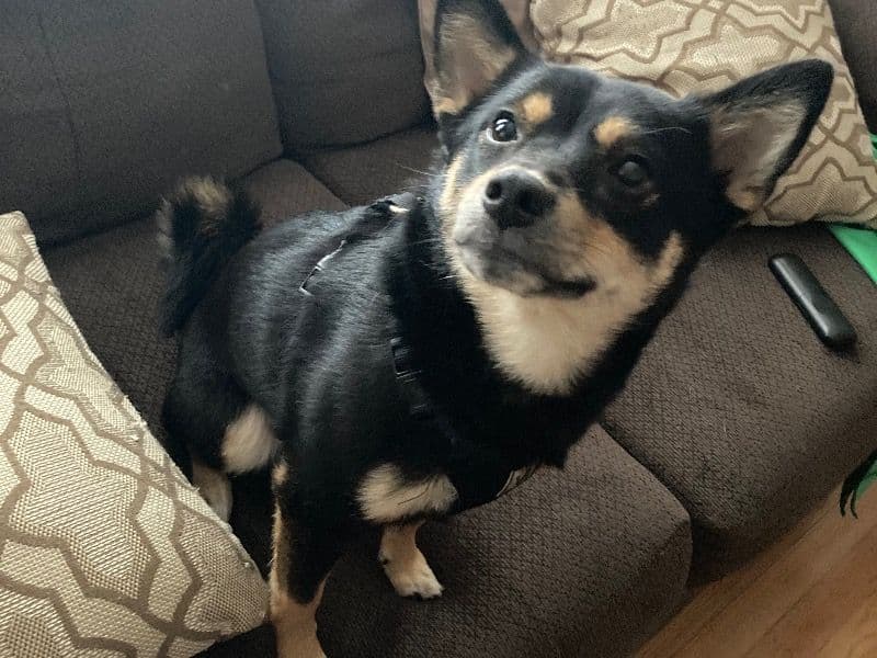 Coco primary photo