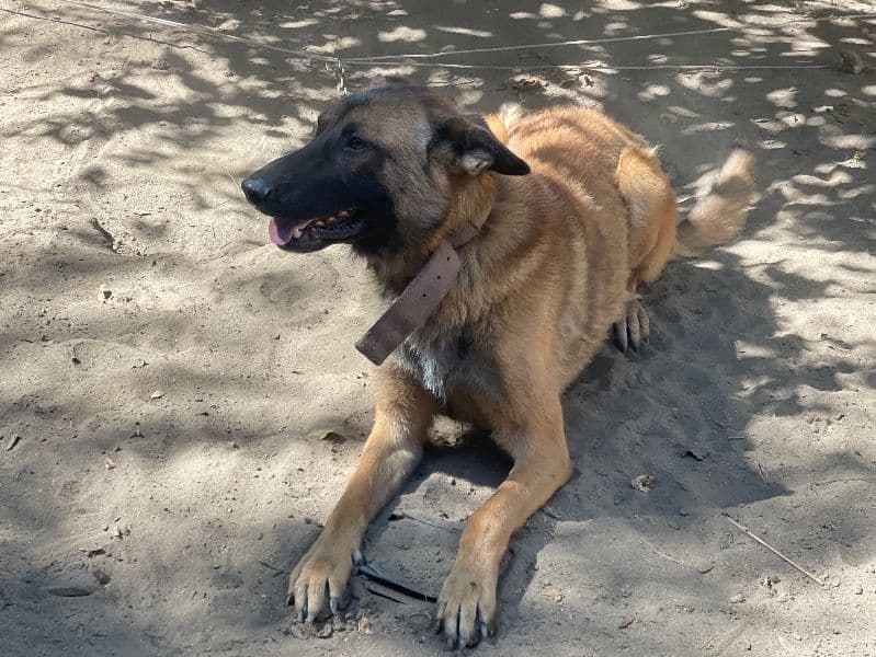 Belgian Shepherd 3 years 9 months old male medium named Toby for sale in Tulare County, California | Petmeetly