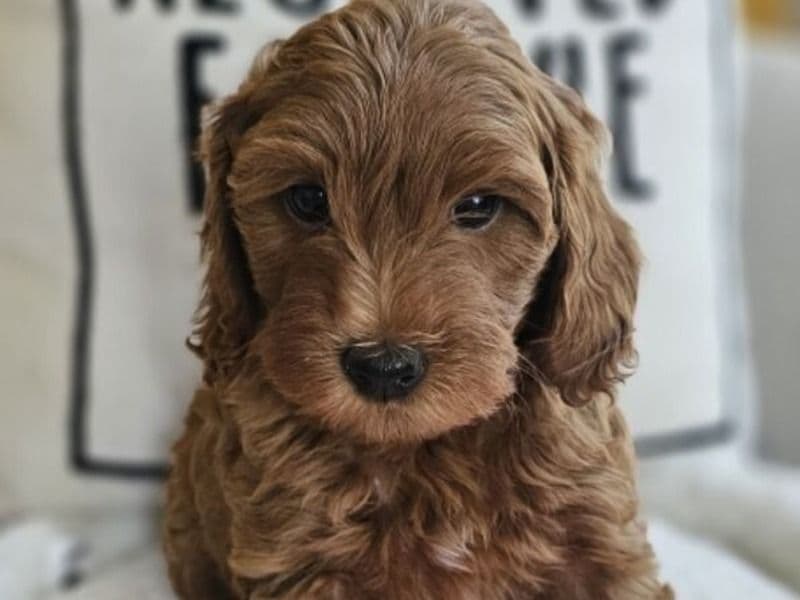 Toy Poodle Puppies primary photo