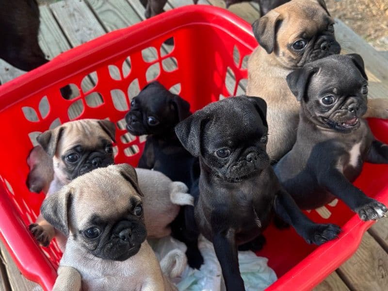 Pug Puppies primary photo