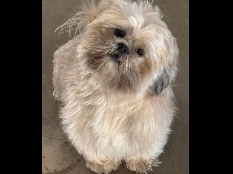 Teddy primary photo