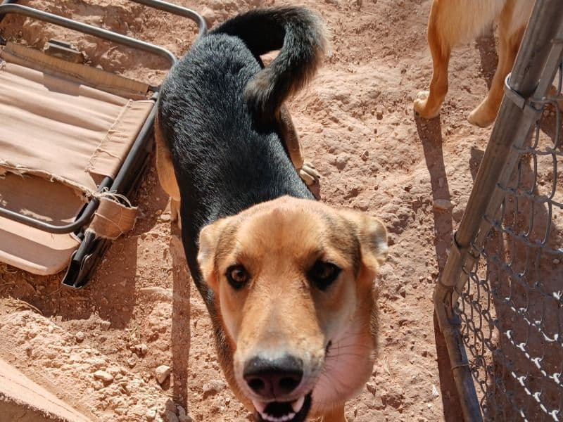 Anatolian Shepherd 9 months old male medium named Ricky for adoption in Grape Creek, Texas | Petmeetly