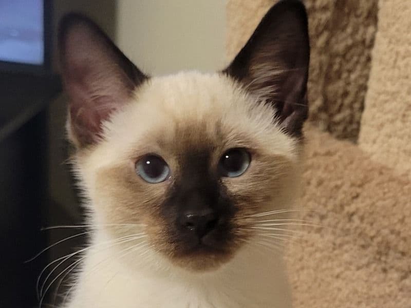 Siamese 3 months old male named Dax for sale in Van Wert County, Ohio | Petmeetly