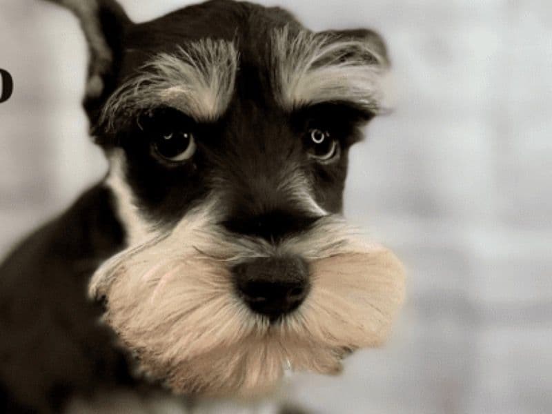 Kodi primary photo