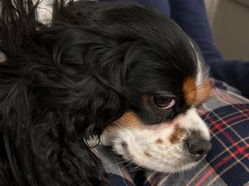 Cookie primary photo