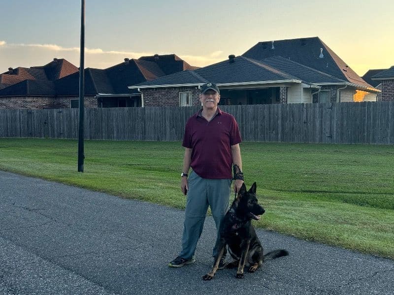 Black German Shepherd 4 years 2 months old male large named Zeus for breeding in Lafayette Parish, Louisiana | Petmeetly