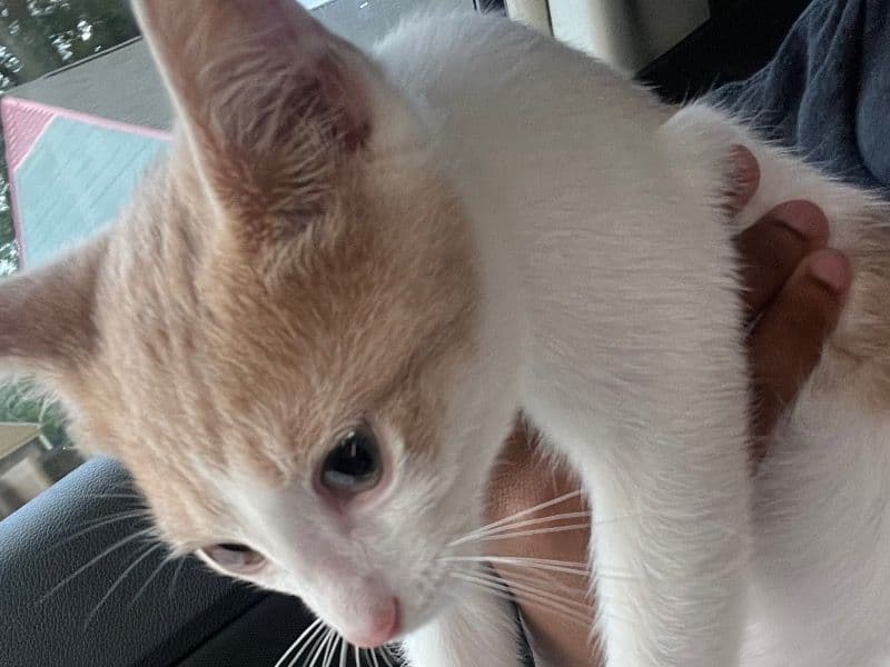 Ginger primary photo