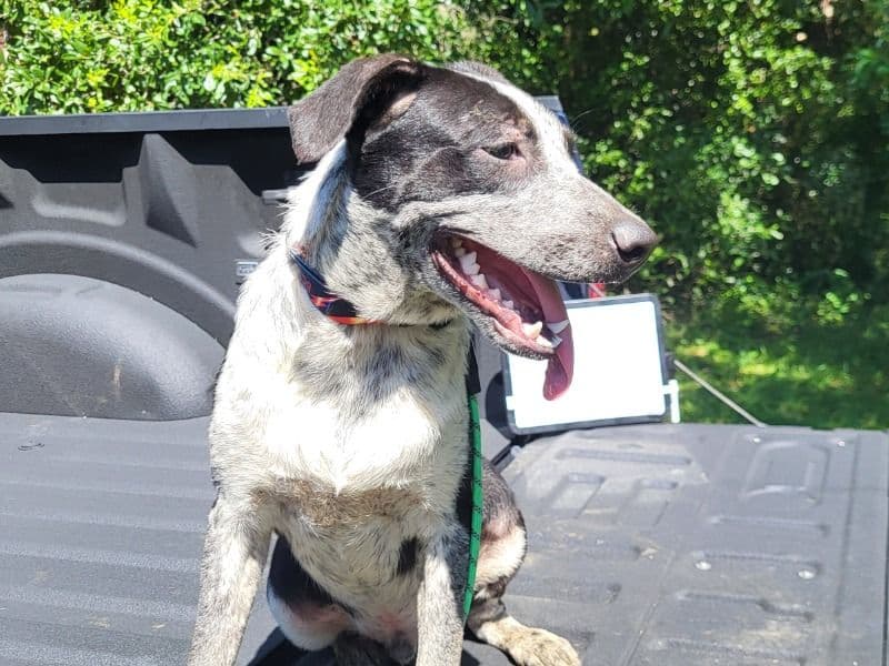 Australian Cattle Dog 10 months old male medium named Little Bean #3 for adoption in Citrus County, Florida | Petmeetly