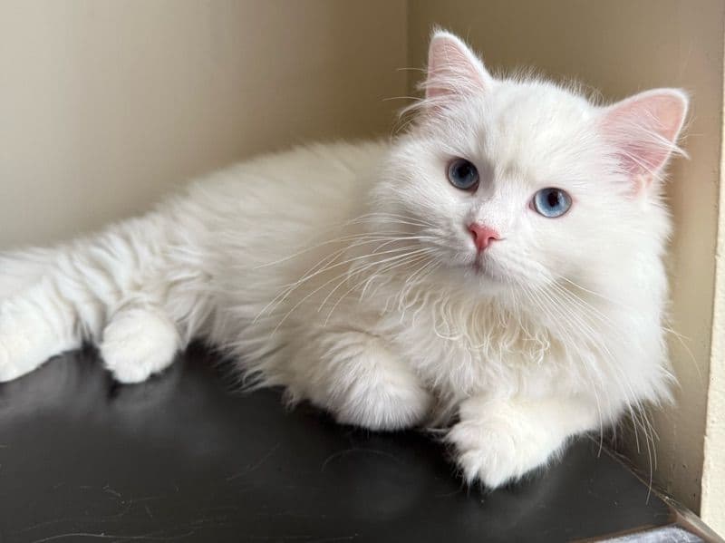 Ragdoll 4 months old female named Kitten 5 for sale in Allegheny County, Pennsylvania | Petmeetly