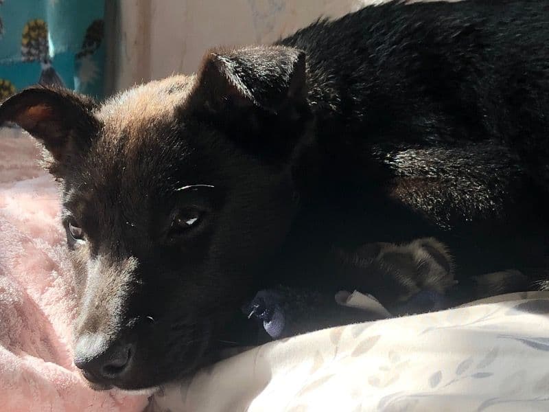Australian Kelpie 1 year 3 months old female medium named Suka for adoption in Kern County, California | Petmeetly