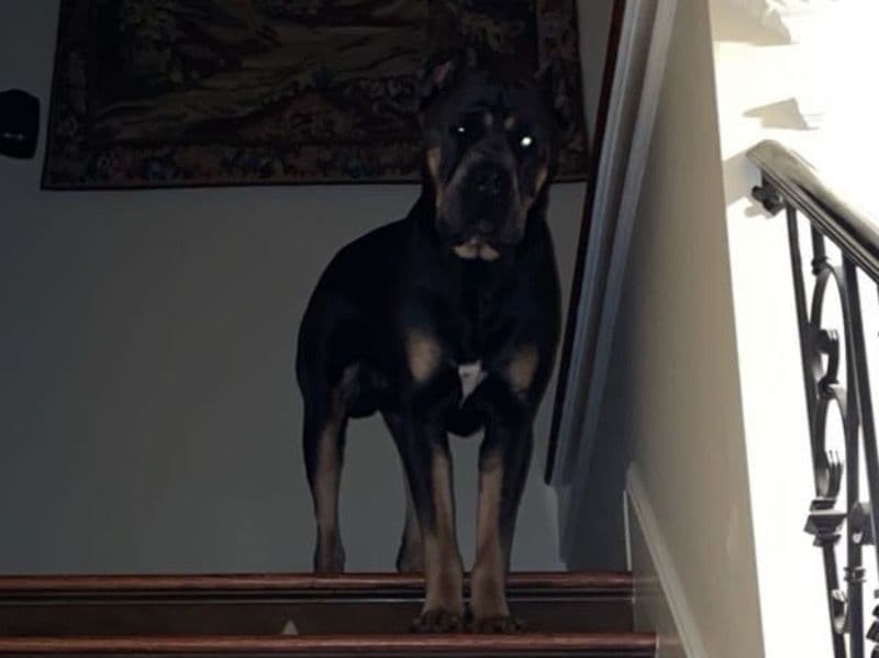 Thor primary photo