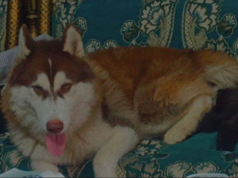 Luca primary photo
