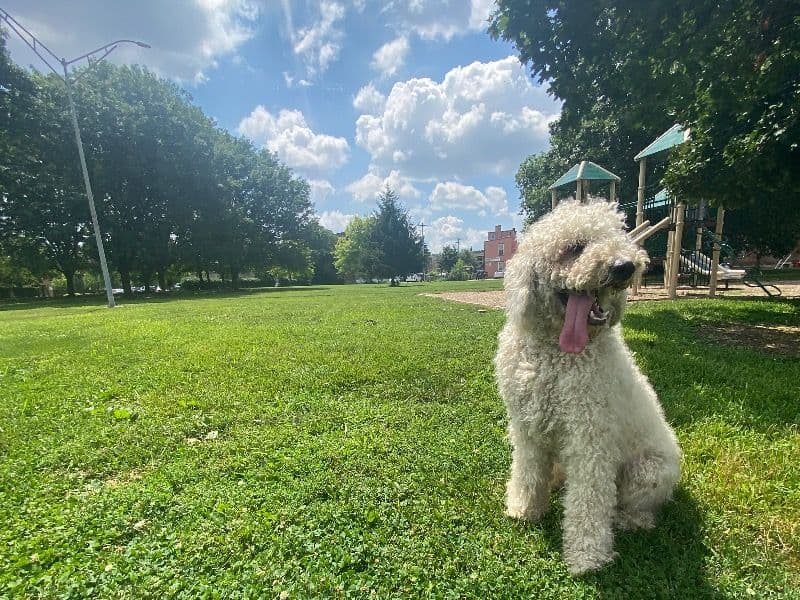 Milo primary photo