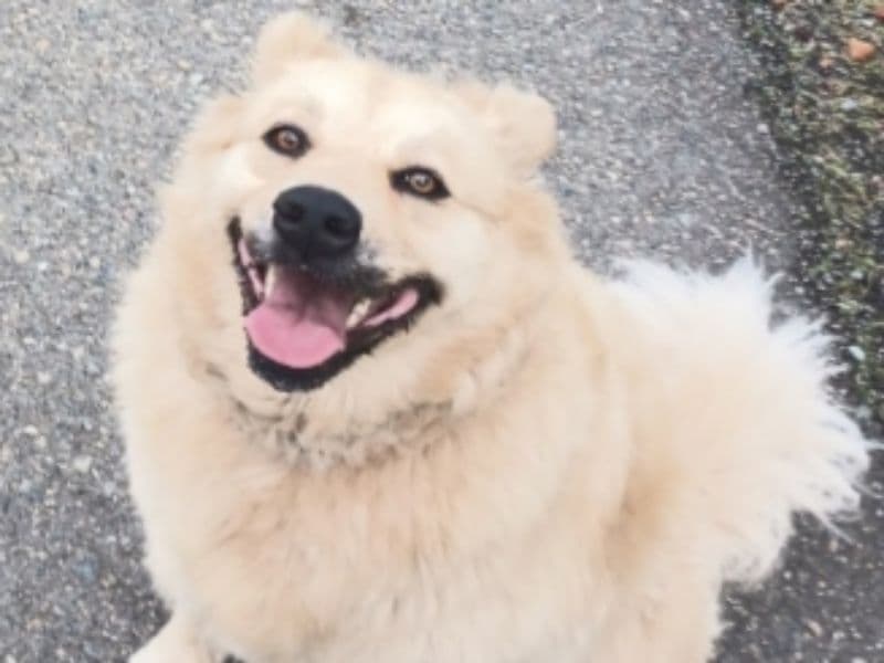 Alaskan Malamute 9 years 5 months old female large named Aspen for adoption in Ada County, Idaho | Petmeetly