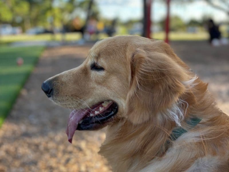 Cooper primary photo