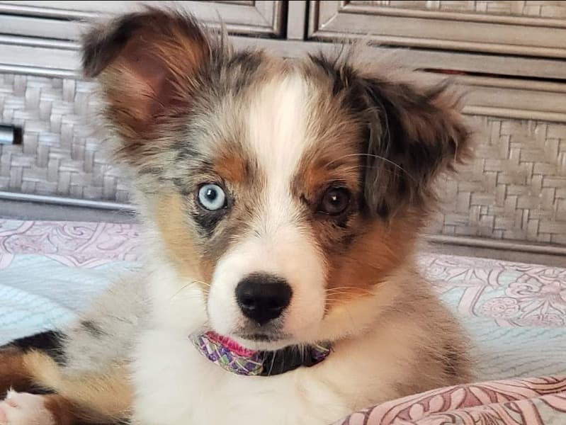 Sugar (blue Merle Aussi) primary photo