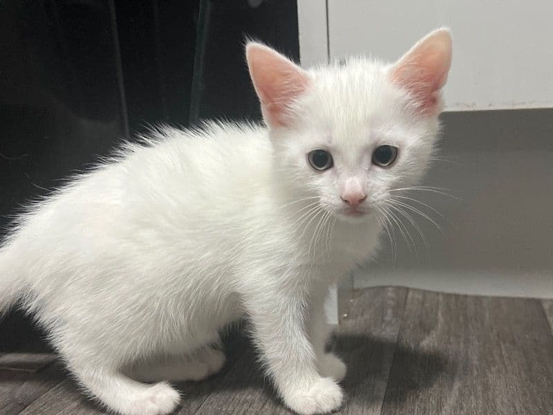 Turkish Angora 2 months old female named Angel for sale in West Midlands, England | Petmeetly