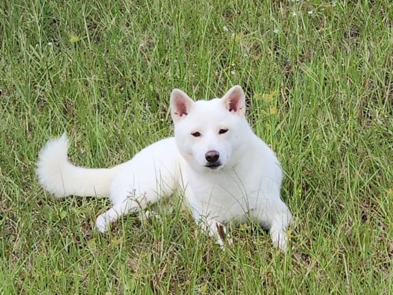 Nala primary photo