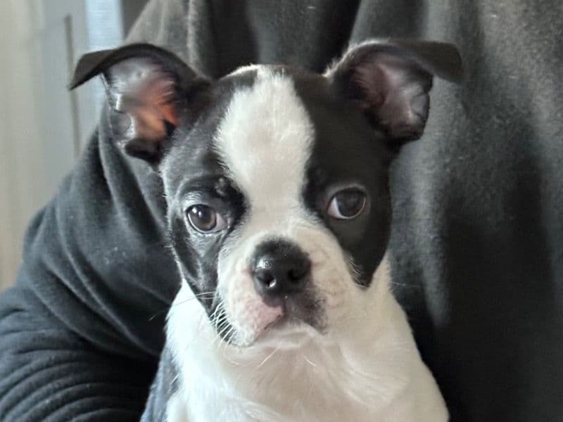 Olive primary photo