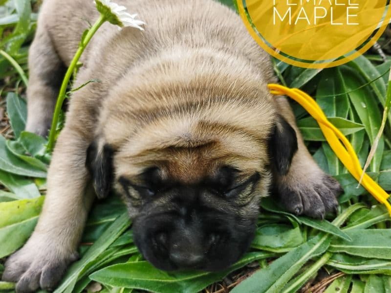 Maple primary photo