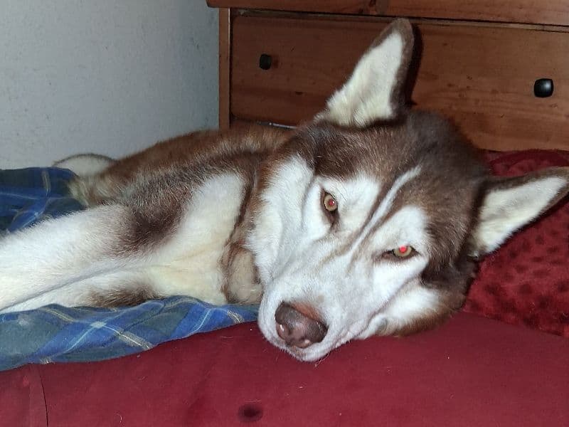 Siberian Husky 2 years 3 months old male medium named Bruno for sale in Maricopa County, Arizona | Petmeetly