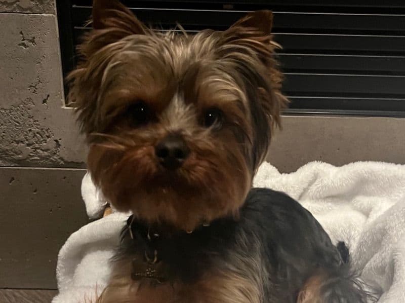 Yorkshire Terrier 4 years old male small named Bentley for breeding in Oakland County, Michigan | Petmeetly