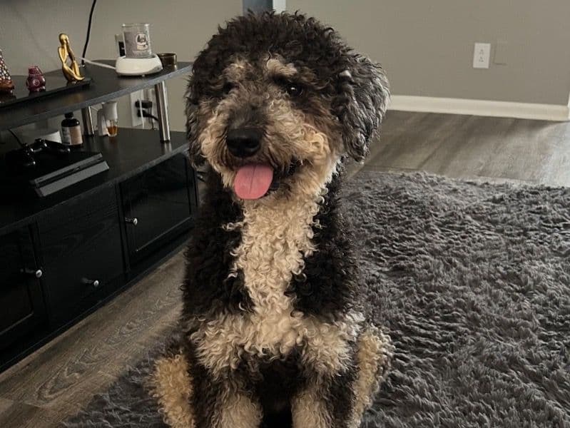 Aussiedoodle 1 year old male medium named Ace for sale in Orange County, Texas | Petmeetly