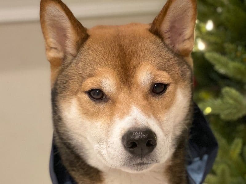Mieko primary photo