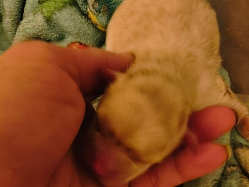 Pomeranian 0 months old male small named Rico for sale in White County, Arkansas | Petmeetly