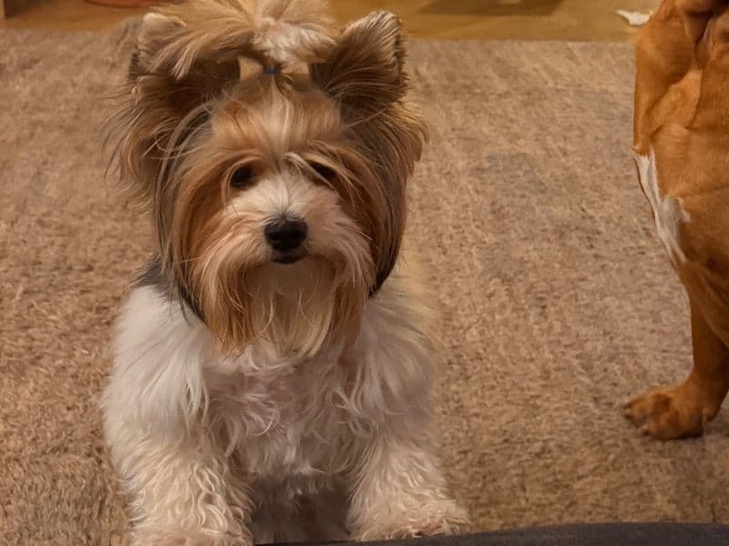 Biewer Terrier 4 years 11 months old female small named Sofia for sale in Passaic County, New Jersey | Petmeetly