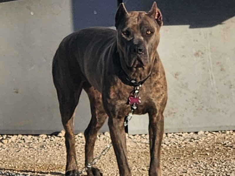 Gypsy Blu primary photo