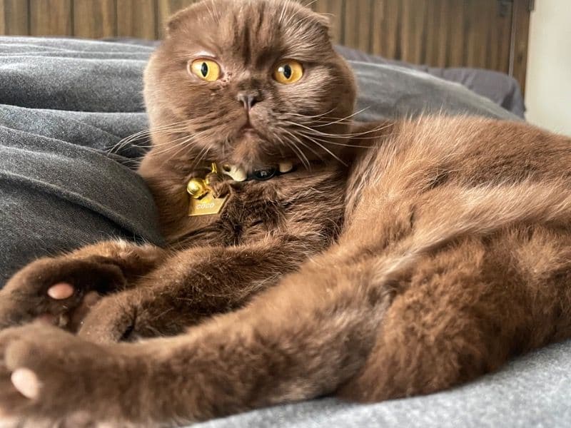 Coco primary photo