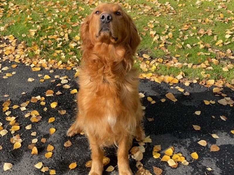 Golden Retriever 8 years 5 months old male large named Max for breeding in Anchorage Municipality, Alaska | Petmeetly