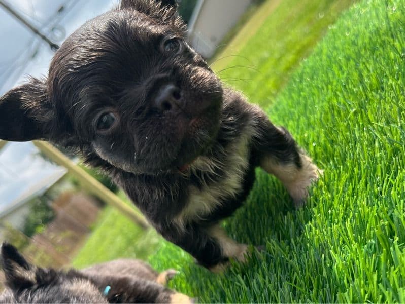 Maximus primary photo