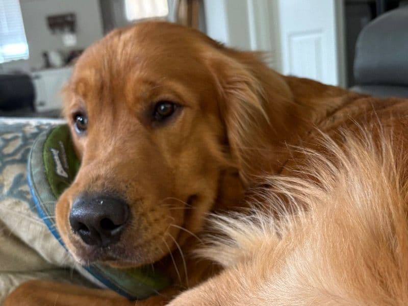 Golden Retriever 2 years 5 months old male medium named Sirius for breeding in Yamhill County, Oregon | Petmeetly