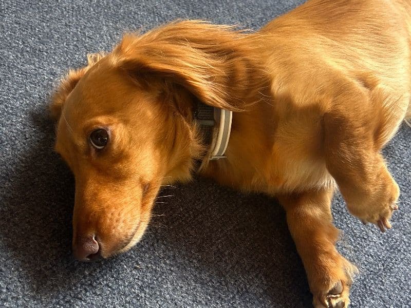 Max primary photo