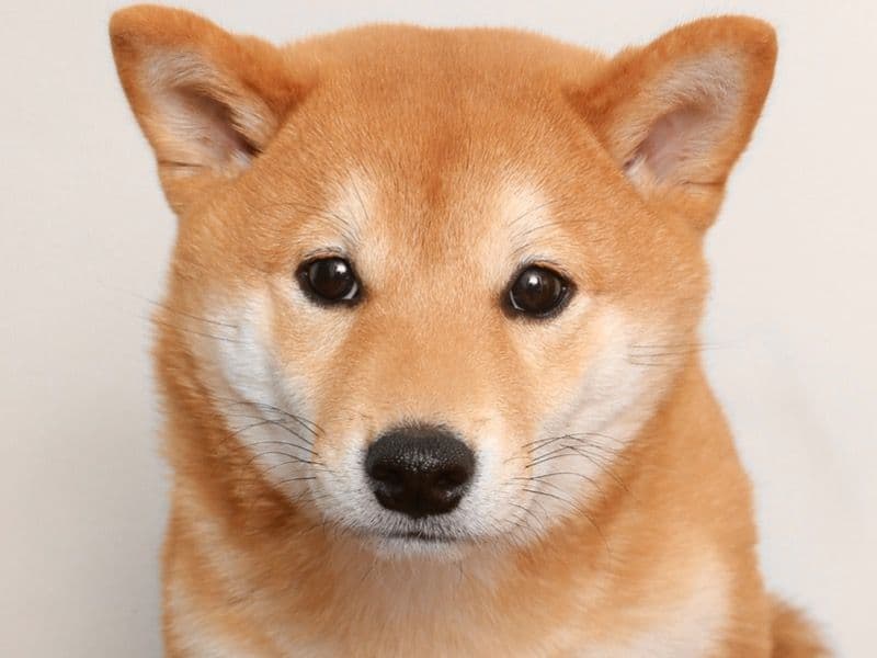 Miso primary photo