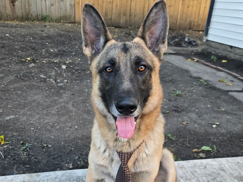 German Sheprador 2 years old male large named Lucas for adoption in Marion County, Indiana | Petmeetly